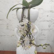 Рослина Фаленопсис (орхідея) d9/h35 білий у високому білому керамічному кашпо (Opti-flor)