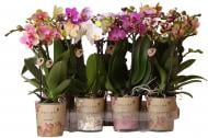 Растение Фаленопсис (орхидея) d18/h35 микс в керамике Kolibri Orchids (OK Plant)