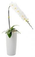 Рослина Фаленопсис (орхідея) d9/h35 білий у білому керамічному кашпо (Opti-flor)
