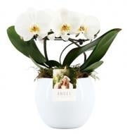 Рослина Фаленопсис (орхідея) d12/h30 білий у білому керамічному кашпо з підсвічуванням Angel Showbox (Stolk