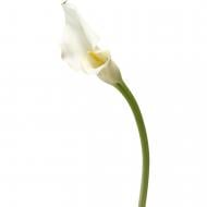 Калла Crystal Blush 60 см біла (Нідерланди)