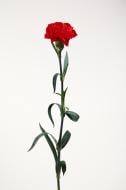 Гвоздика Grand Slam одноголова 50 см червона (Нідерланди) Гвоздика Grand Slam одноголова 50 см червона (Нідерланди)