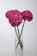Гортензия Mammoet Pink 60 см розовая (Нидерланды)