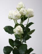 Роза Мисс Бомбастик спрей (кустовая) классическая 55 см белая (Украина)