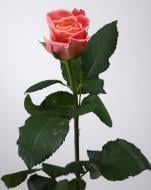 Троянда Міс Піггі одноголова класична 60 см помаранчева (Україна)