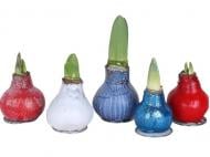 Луковица Амариллис крашеная