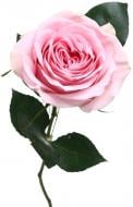 Роза Pink Ohara одноголовая классическая 40 см розовый Роза Pink Ohara одноголовая классическая 40 см розовый