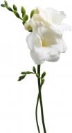 Фрезия Versailles белая (Нидерланды)