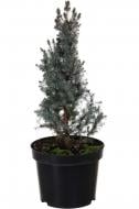 Растение Ель Sanders Blue C5