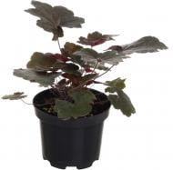 Рослина Гейхера Palace Purple