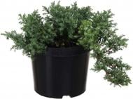 Растение Можжевельник Procumbens nana C3