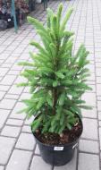 Растение Ель канадская / Picea glauca Cinderella С7 5