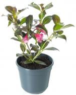 Растение Вейгела / Weigela florida Alexandra C 2 H 20-30
