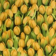 Шпалери зі спіненого вінілу Sintra Decoration Тюльпани 416730 0,53x10,05 м