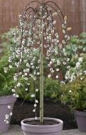 Растение Верба Salix integra Kilmarnock C5 Pa 150