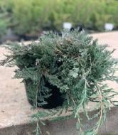 Рослина ялівець горизонтальний Juniperus horizontalis Wiltonii C3 D20-25