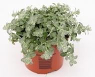 Растение Гелихризум петиоларе d20