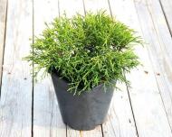 Растение Кипарисовик горохоплодный Filifera nana С 3 D 20-30