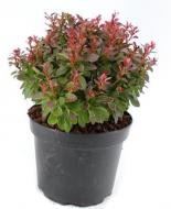 Растение Барбарис / Berberis thunbergii Bagatelle C 3 D 20-25