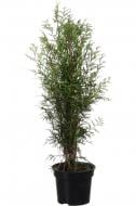 Растение Туя западная / Thuja occidentalis Globosa C3 d 20-30 см