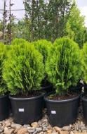 Рослина туя східна Thuja orientalis Aurea Nana C3 H25-35