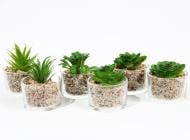 Растение искусственное в горшке Ren 12 см
