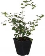 Растение Крыжовник 3л