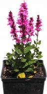 Растение декоративное Лотос К Шалфей Пинк Фрисланд (Salvia 'Pink Friesland')