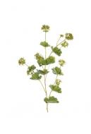Растение декоративное Манжетка мягкая (Alchemilla mollis)