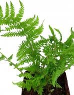 Растение декоративное Лотос К Кочедыжник женский ( Athyrium f.-f. 'Lady in Red' )