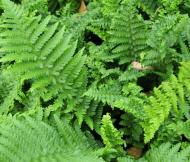 Растение декоративное Лотос К Щитовник мужской Crispa' (Dryopteris f.-m. 'Crispa')