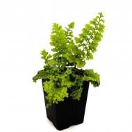 Растение декоративное Лотос К Многорядник щетинконосный 'Plumosum' (Polystichum s. 'Plumosum')