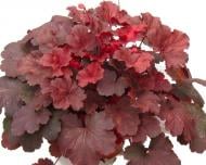 Растение декоративное Гейхера "Cherry Cola" (Heuchera "Cherry Cola")