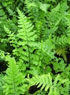 Растение декоративное Лотос К Щитовник мужской "Cristata" (Dryopteris f.-m. 'Cristata')