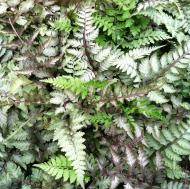 Рослина декоративна Лотос К Безщитник японський (Athyrium niponicum "Metalicum")