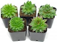 Рослина декоративна Лотос К Молодило "Sempervivum"