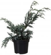 Растение Можжевельник Blue Carpet C3