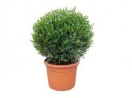 Саженец MegaPlant Самшит вечнозелёный С5 30-35 см