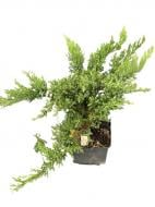 Саджанець MegaPlant Ялівець козацький Tam No Blight С2 30-40 Саджанець MegaPlant Ялівець козацький Tam No Blight С2 30-40