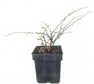 Саженец MegaPlant Барбарис Тунберга Red Carpet С2 15-25 см