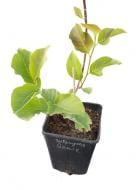 Саженец MegaPlant Магнолия Genie С7.5 110-120 см Саженец MegaPlant Магнолия Genie С7.5 110-120 см