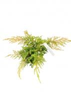 Саджанець Ялівець середній Mordigan Gold С2 20-30 Саджанець Ялівець середній Mordigan Gold С2 20-30