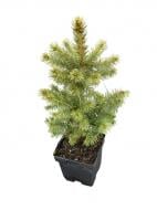 Саджанець MegaPlant Ялина колюча голуба Majestic С1.5/С2 30-50 см