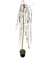 Саженец MegaPlant Ива козячая Kilmarnock С5 140 см Саженец MegaPlant Ива козячая Kilmarnock С5 140 см