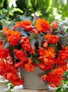 Клубень TUBERBULB Export B.V. бегонии пендулы оранжевой 1 шт.