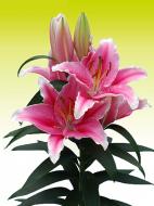 Луковица VWS EXPORT – IMPORT OF FLOWERBULBS B.V. лилии восточной Пистон Кап 1 шт.