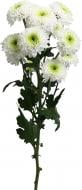 Хризантема Doria White спрей (кустовая) 55 см белая (Нидерланды)
