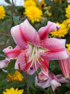 Луковица HOLLAND BULB MARKET B.V. лилии ОТ Анастасия 1 шт.