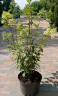 Растение Гортензия метельчатая Magical Fire С4-С5 Н100-125