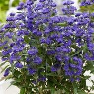 Растение Кариоптерис кландонский Kew Blue С3